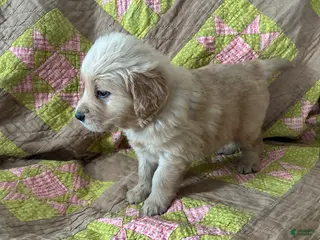 Golden Retriever dogs for sale: Golden Retriever Puppy 1 - Ad 3