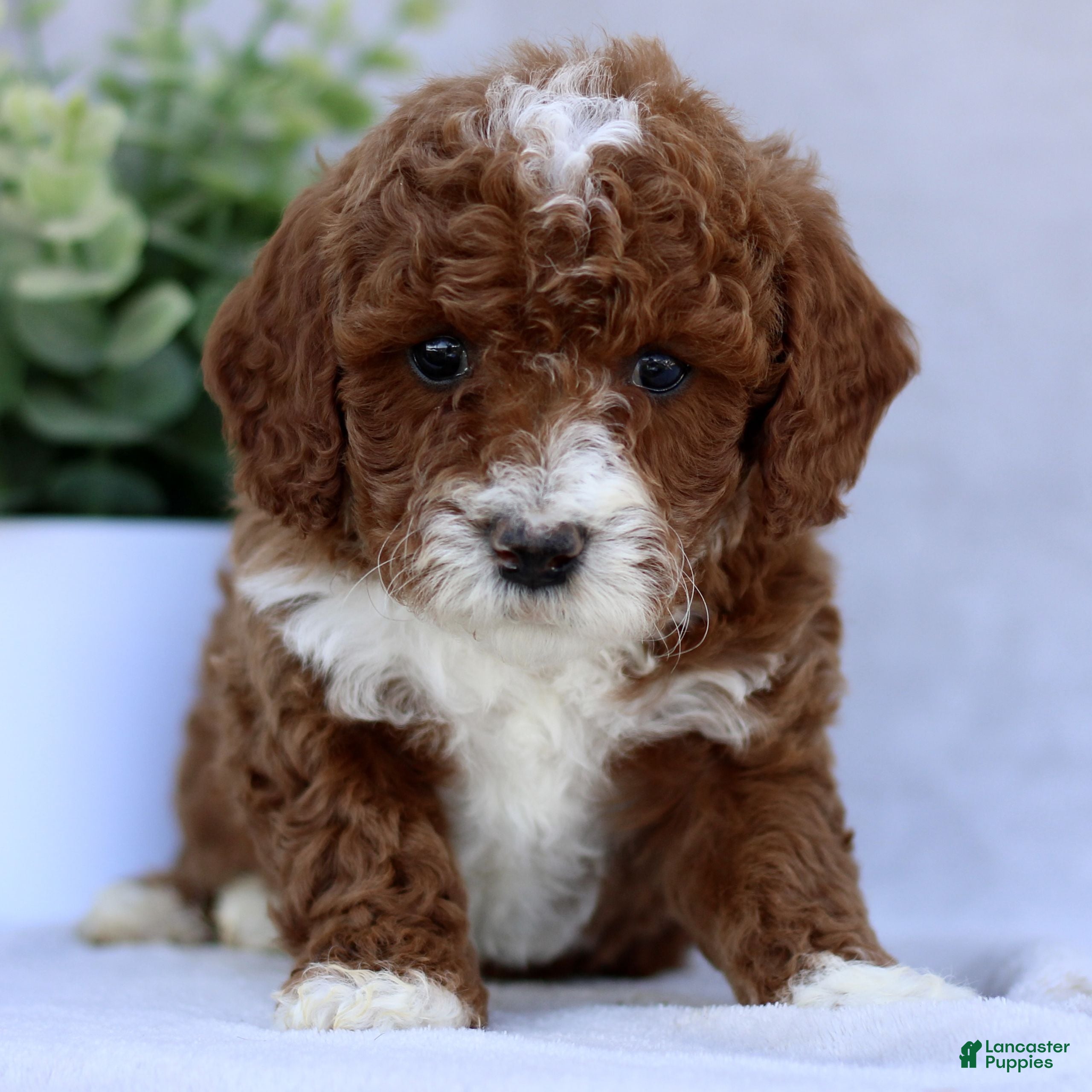 Mini Goldendoodle dogs Tasha  - Ad 2