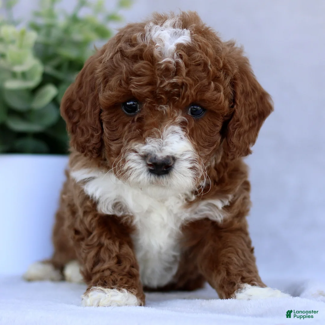 Mini Goldendoodle dogs for sale: Tasha  - Ad 2