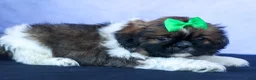 Shih Tzu dogs for sale: RUSTY - Ad 4