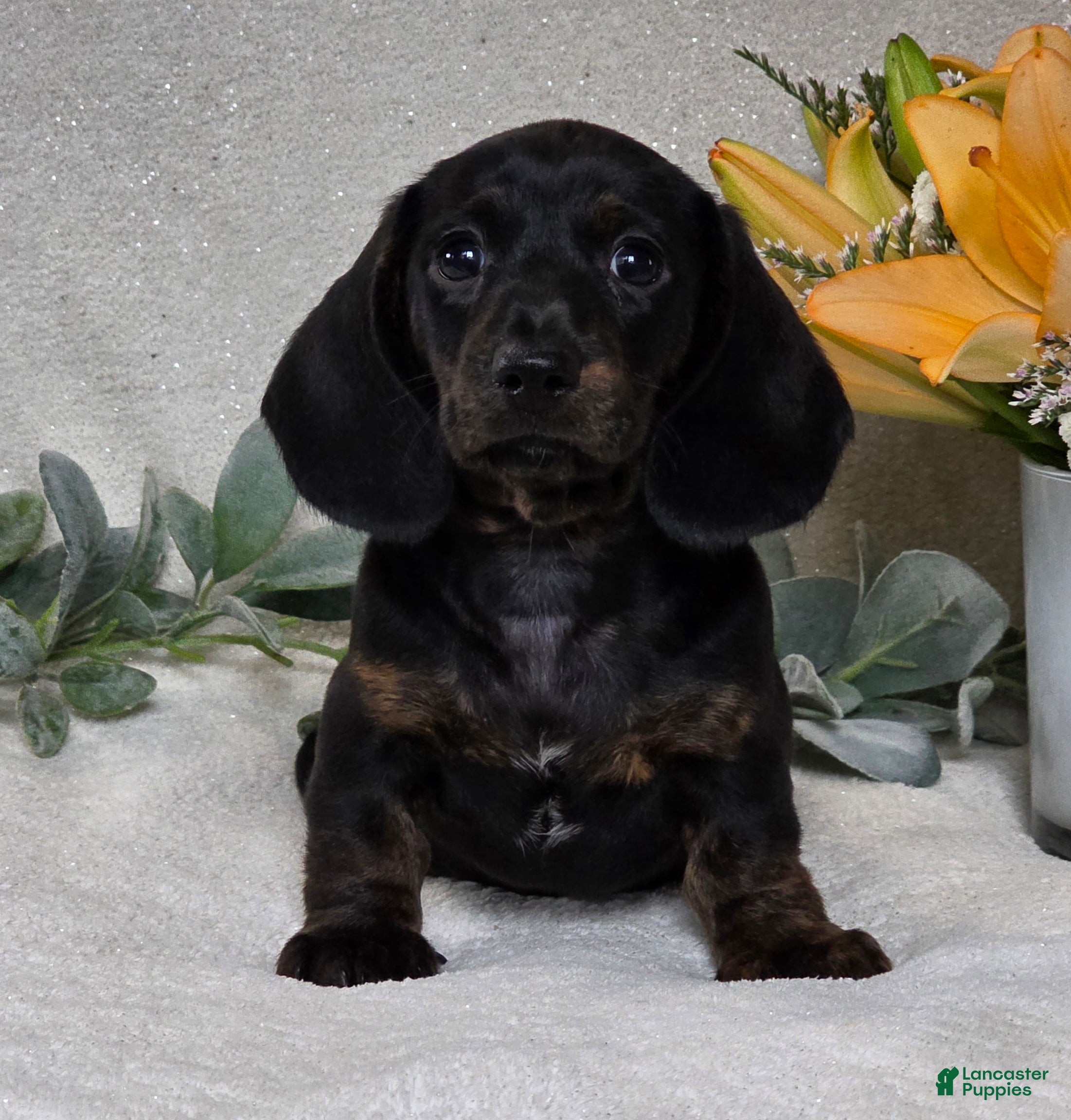 Miniature Dachshund dogs Parker - Ad 2