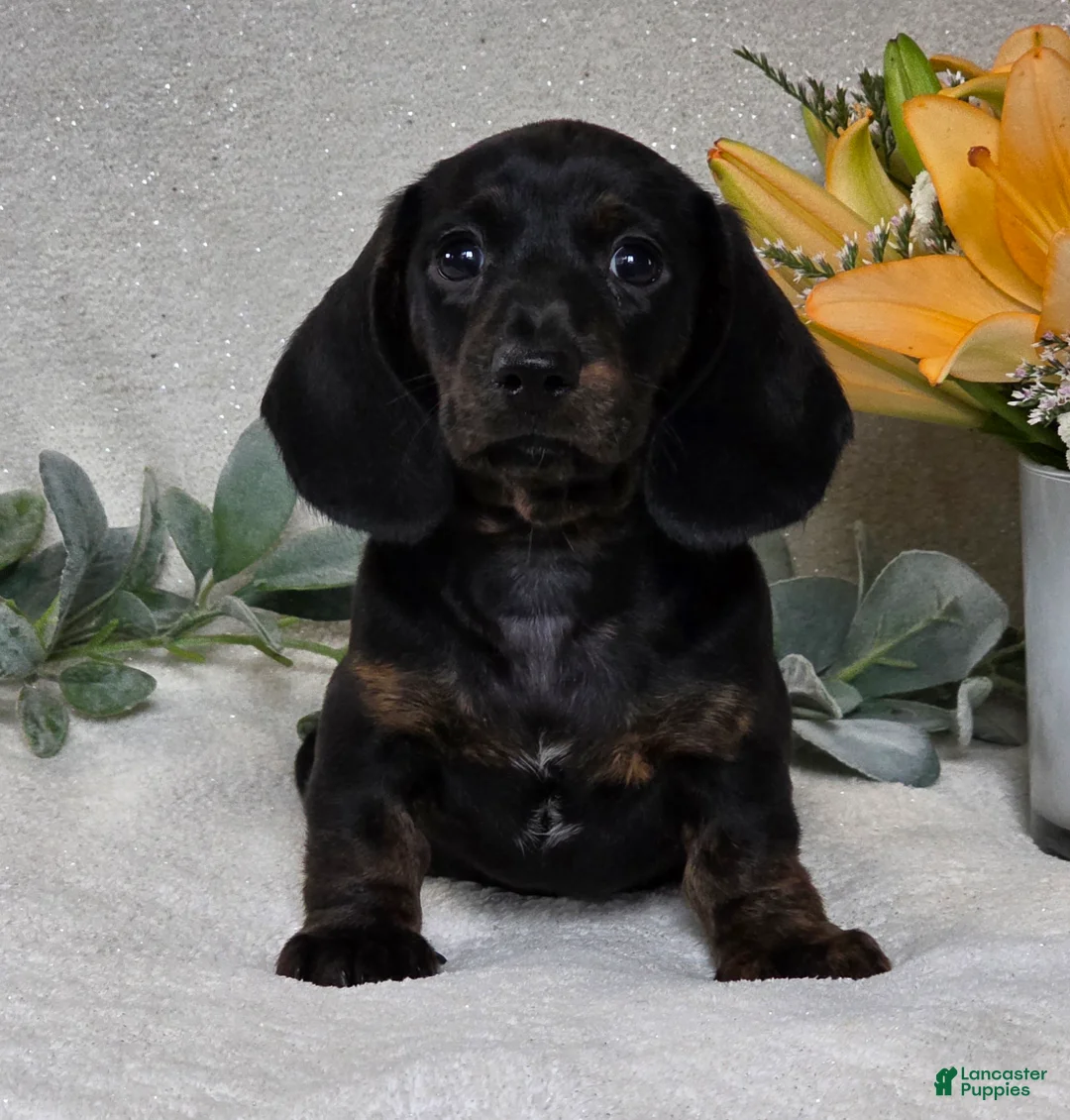 Miniature Dachshund dogs for sale: Parker - Ad 2