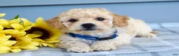 Bichpoo dogs for sale: Sammy - Ad 6