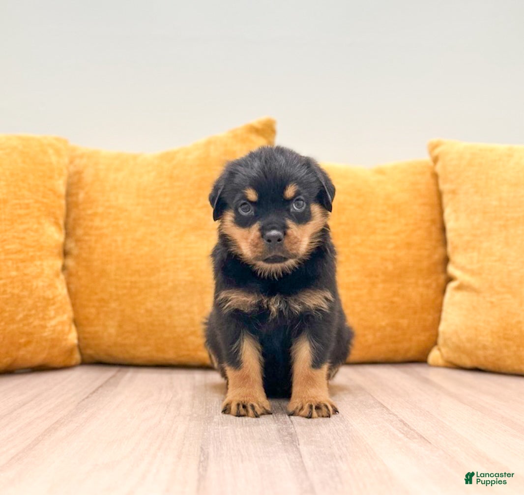 Rottweiler dogs Indie - Ad 1