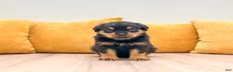 Rottweiler dogs for sale: Indie - Ad 1