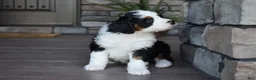 Mini Bernedoodle dogs for sale: Jazzie - Ad 16