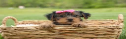 Yorkshire Terrier dogs for sale:  Betsy 🐶 - Ad 11