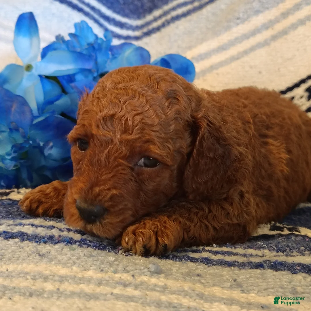 Mini Goldendoodle dogs for sale: Sully - Ad 2