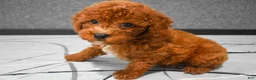 Miniature Poodle dogs for sale:  Lenny🐾 - Ad 6