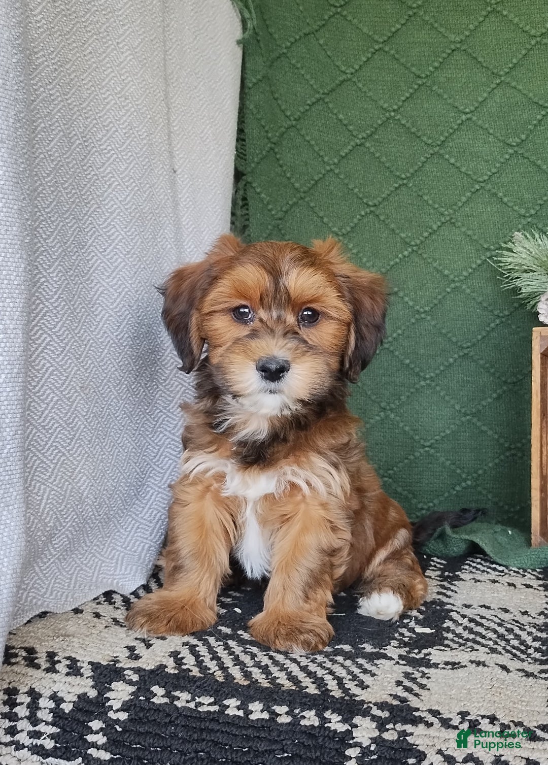 Havanese dogs for sale: Autumn  - Ad 1