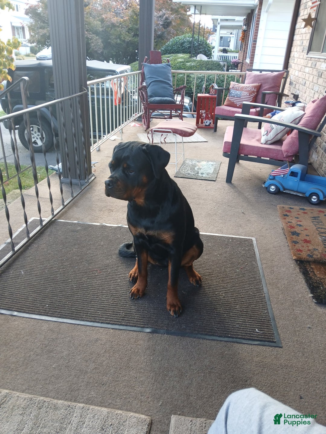 Rottweiler dogs for sale: Nae - Ad 13