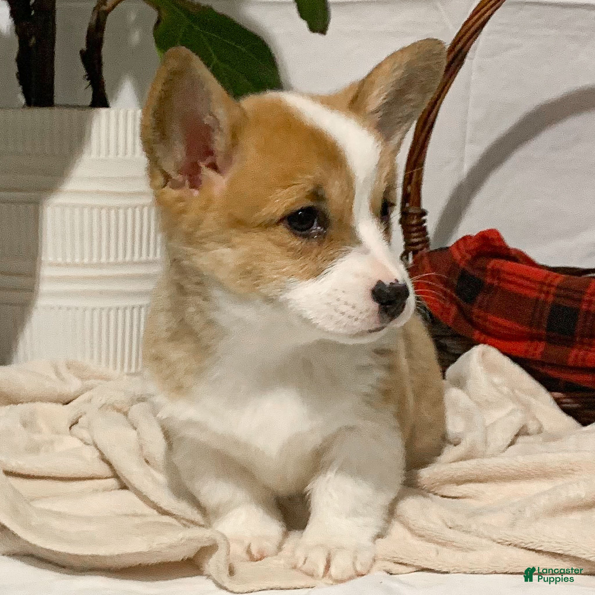 Welsh Corgi Pembroke dogs Hazel - Ad 3