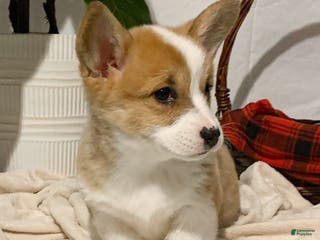 Welsh Corgi Pembroke dogs Hazel - Ad 13