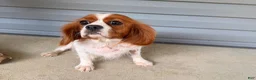 Cavalier King Charles Spaniel dogs for sale: Starlight  - Ad 4
