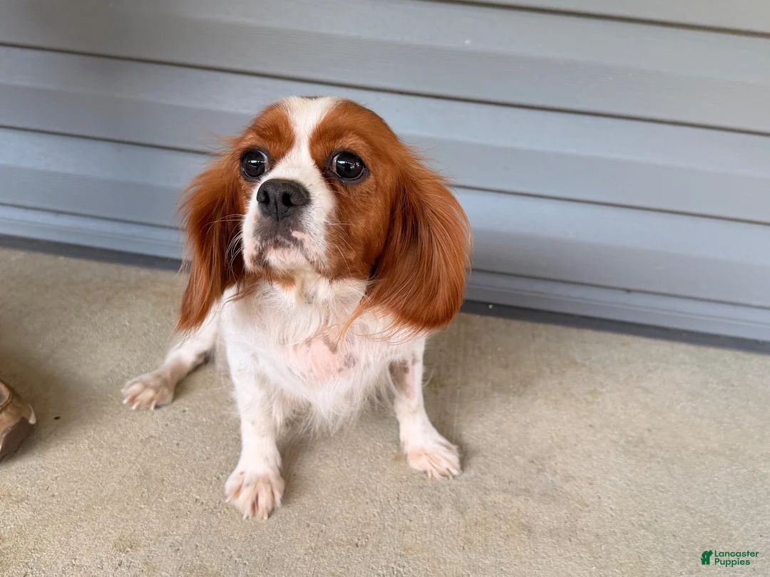 Cavalier King Charles Spaniel dogs for sale: Starlight  - Ad 4