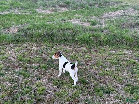 Jack Russell Terrier dogs Jack Russell Terrier Boy 1 - Ad 1
