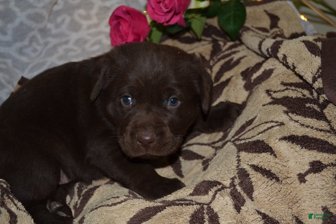 Labrador Retriever dogs for sale: Margie - Ad 1