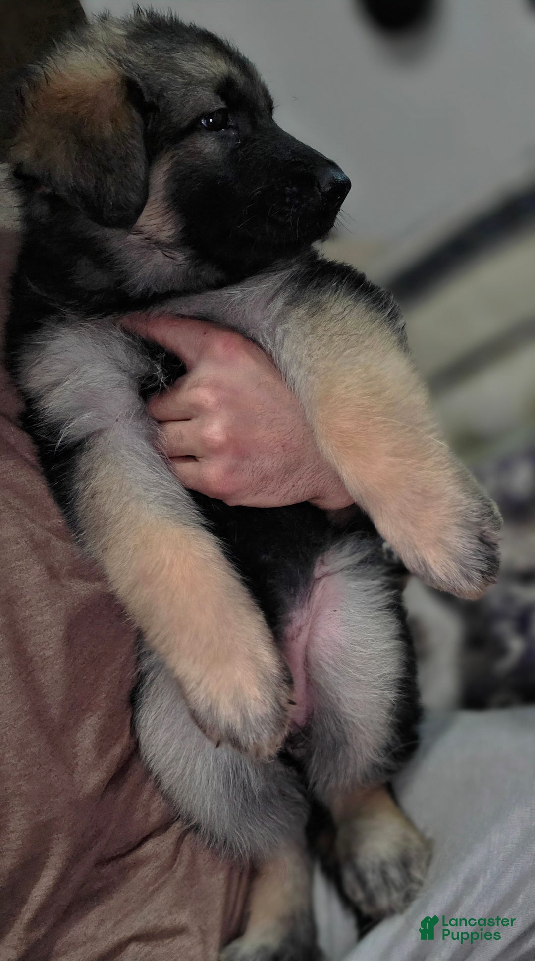 German Shepherd dogs for sale: Zara (4) - Ad 6
