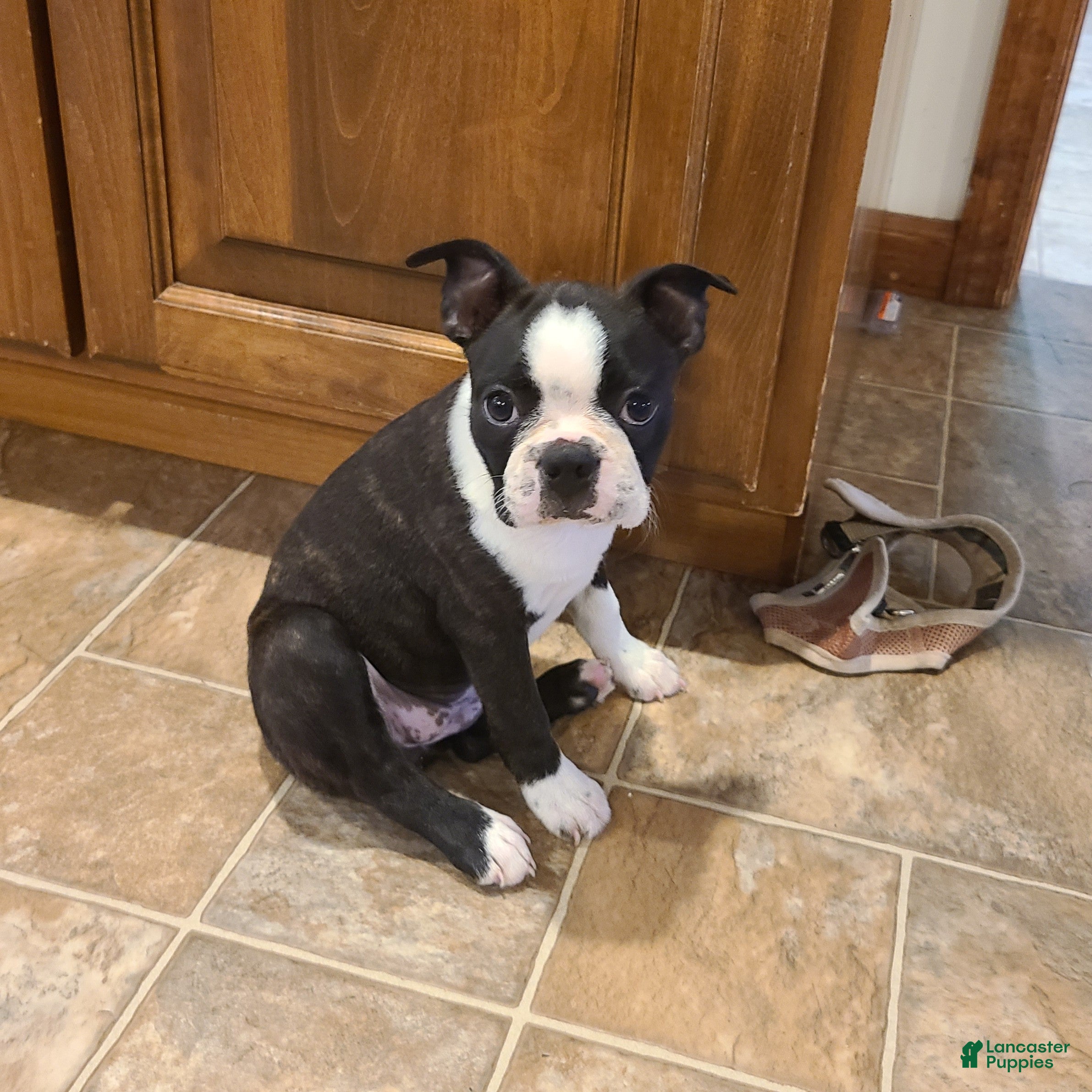 Boston Terrier dogs Robin - Ad 1