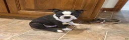 Boston Terrier dogs for sale: Robin - Ad 1