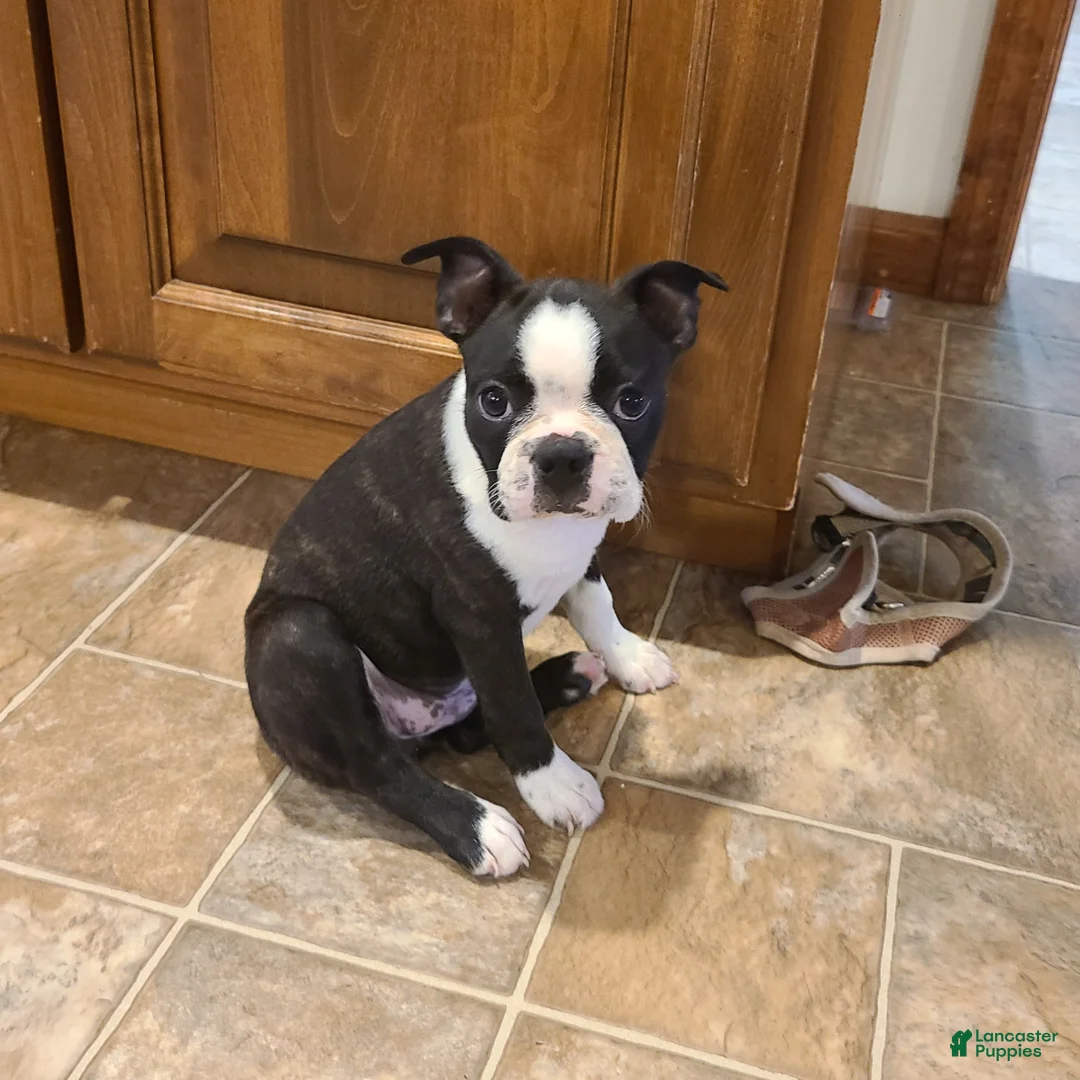 Boston Terrier dogs for sale: Robin - Ad 1