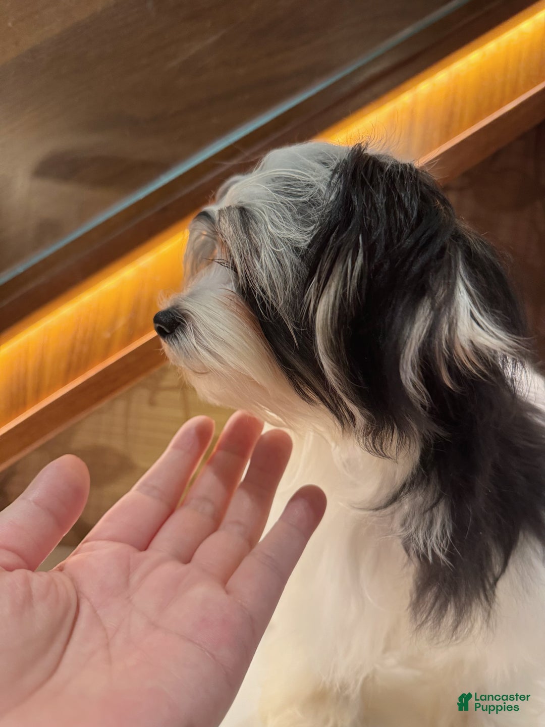 Morkie dogs for sale: Eileen - Ad 3