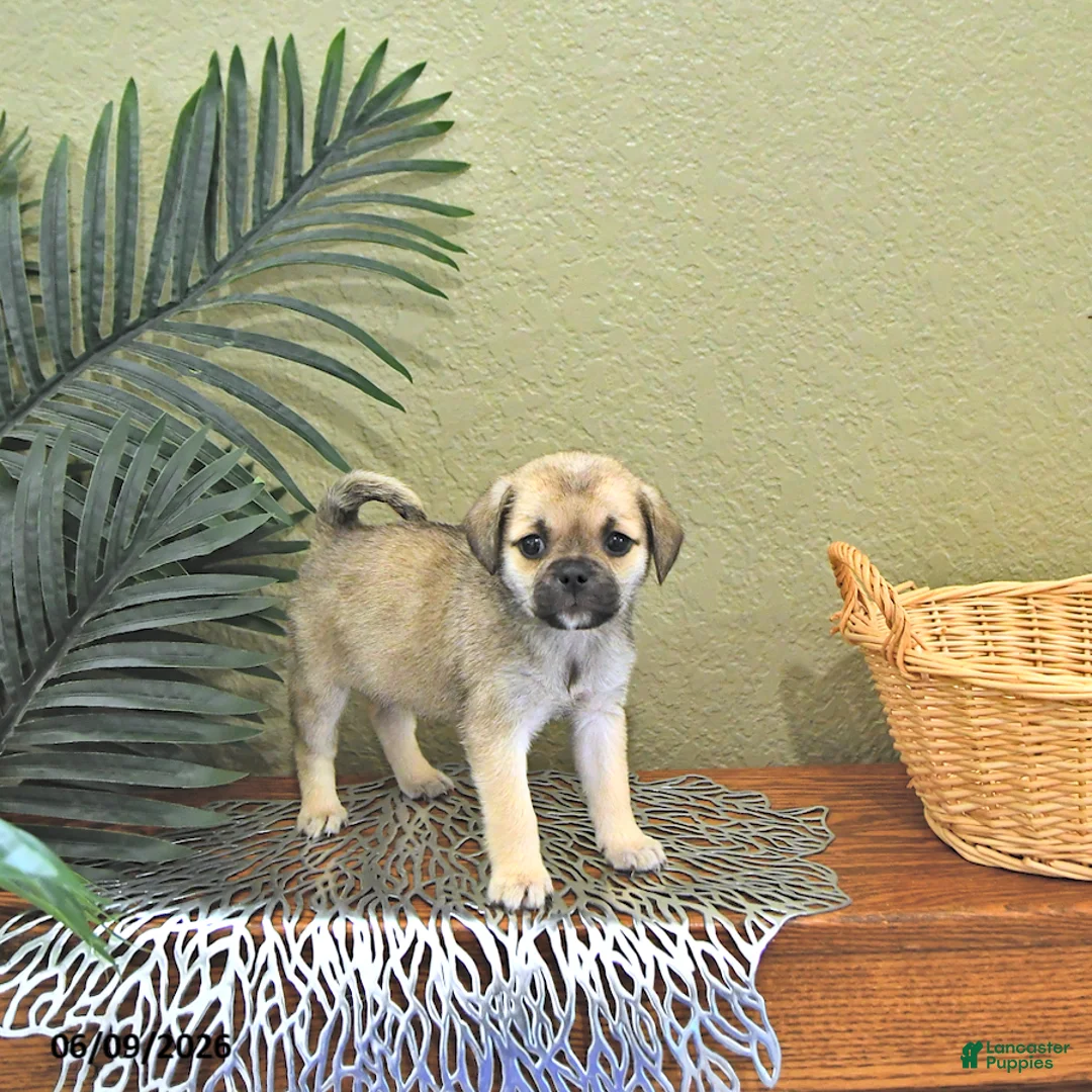 Mixed Breed dogs for sale: Candy - Ad 1