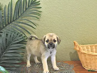 Mixed Breed dogs for sale: Candy - Ad 4
