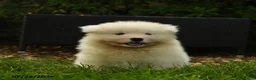 Samoyed dogs for sale: Koladic - Ad 5
