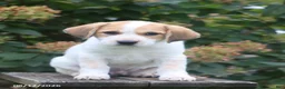 Mixed Breed dogs for sale: Spud - Ad 4
