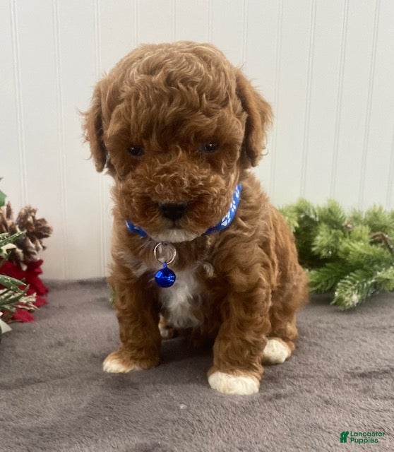 Toy Poodle dogs Buddy - Ad 22