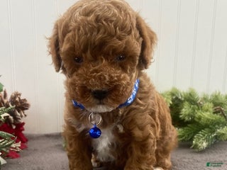 Toy Poodle dogs Buddy - Ad 33