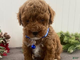 Toy Poodle dogs Buddy - Ad 35