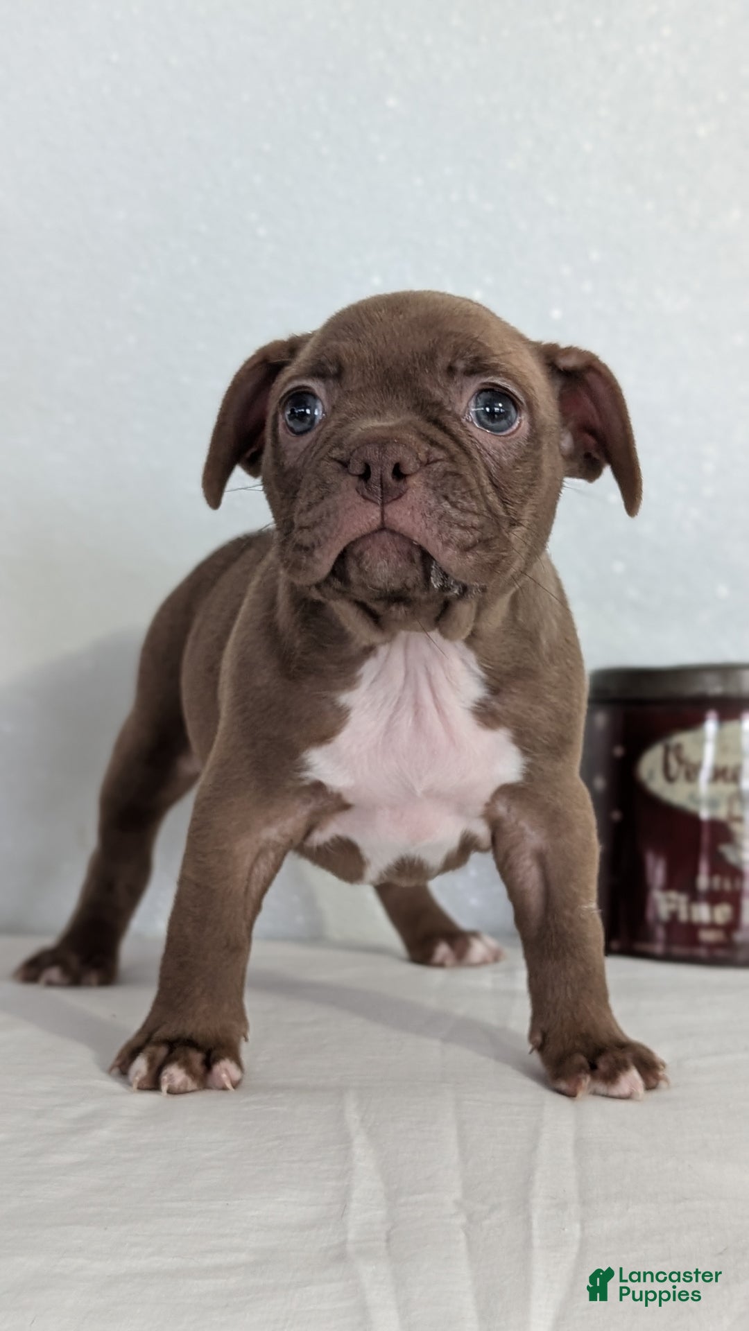 Frenchton dogs for sale: Lyla  - Ad 3