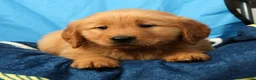 Golden Retriever dogs for sale: Rhyss - Ad 6