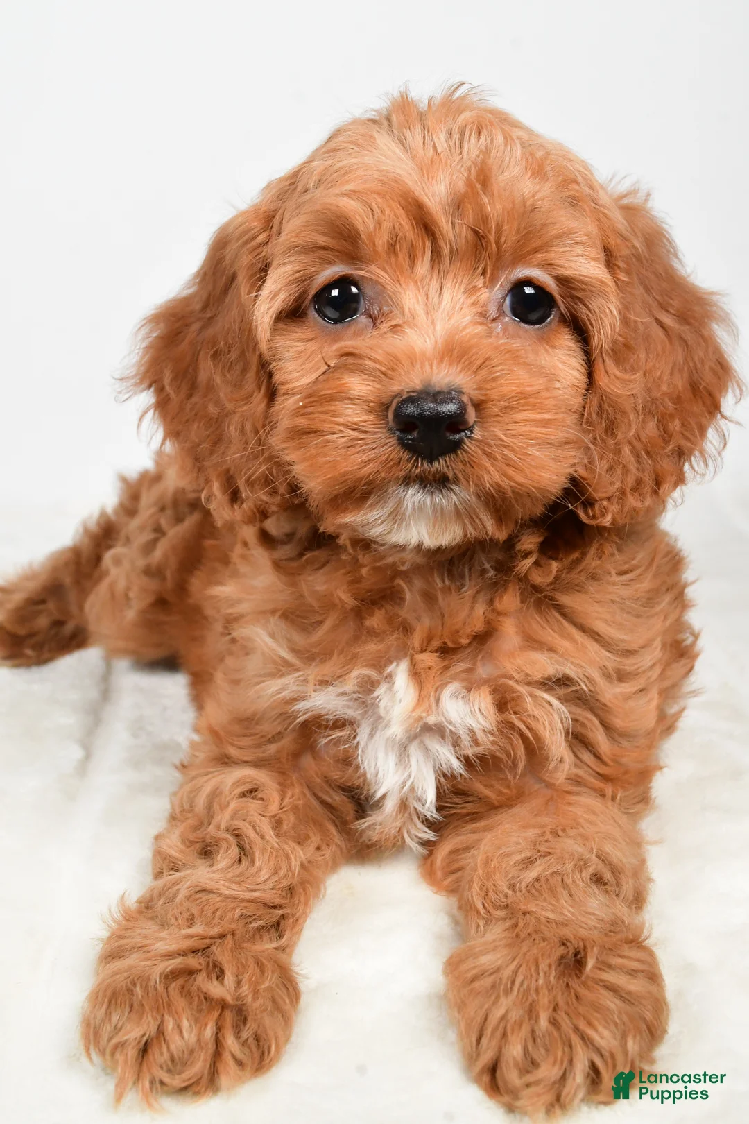 Cockapoo dogs for sale: Cookie - Ad 1