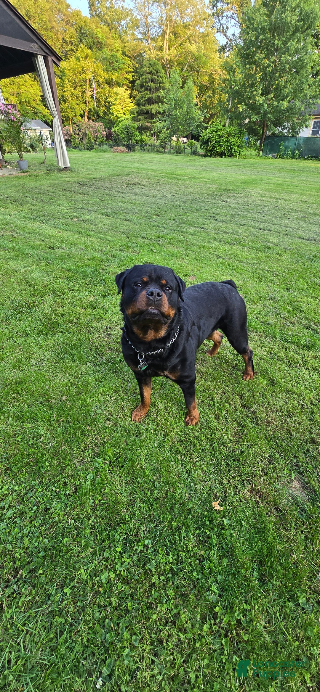 Rottweiler dogs for sale: Rottweiler Puppy 4 Purple Girl  - Ad 13