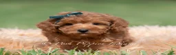 Maltipoo dogs for sale: Putt Putt F1 - Ad 9