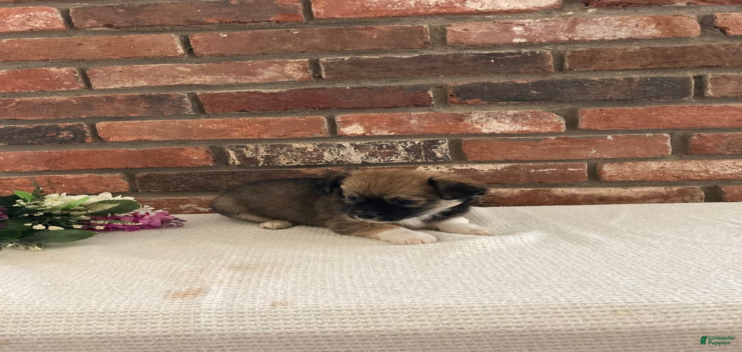 Gallery Image {{count}}