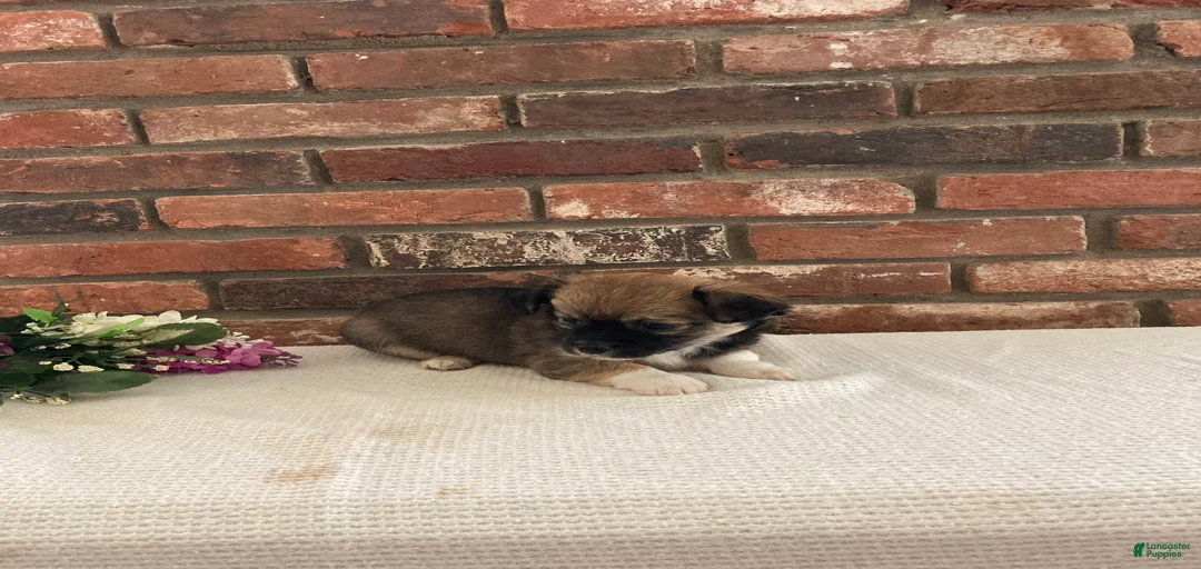 Gallery Image {{count}}