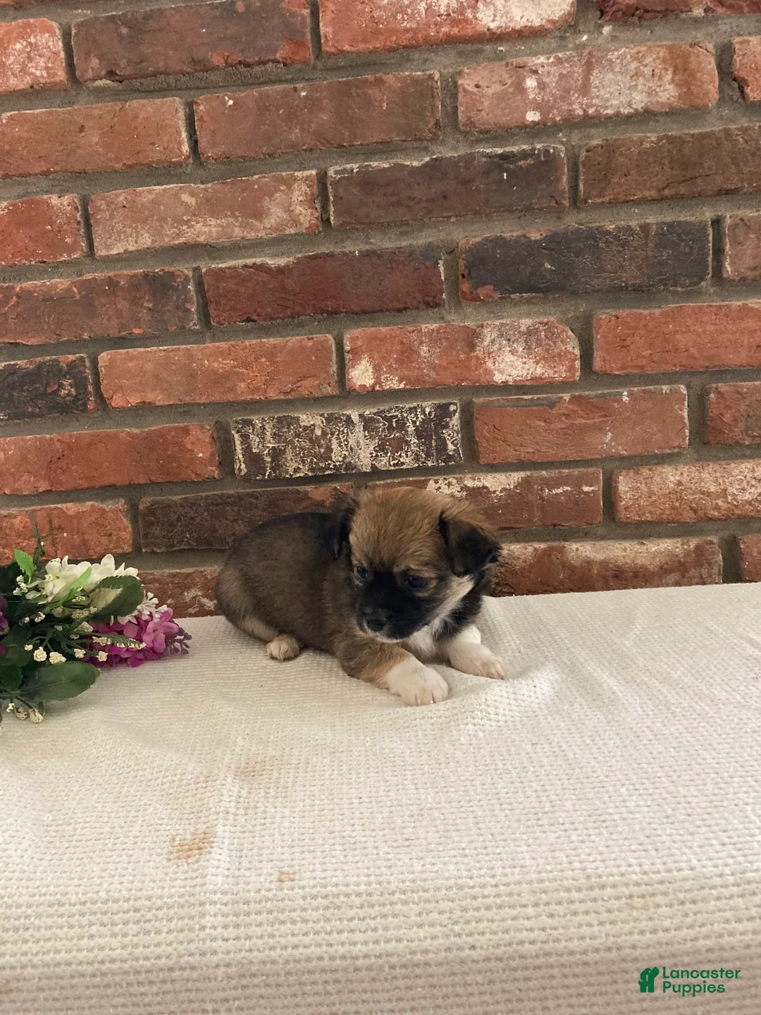 Gallery Image {{count}}