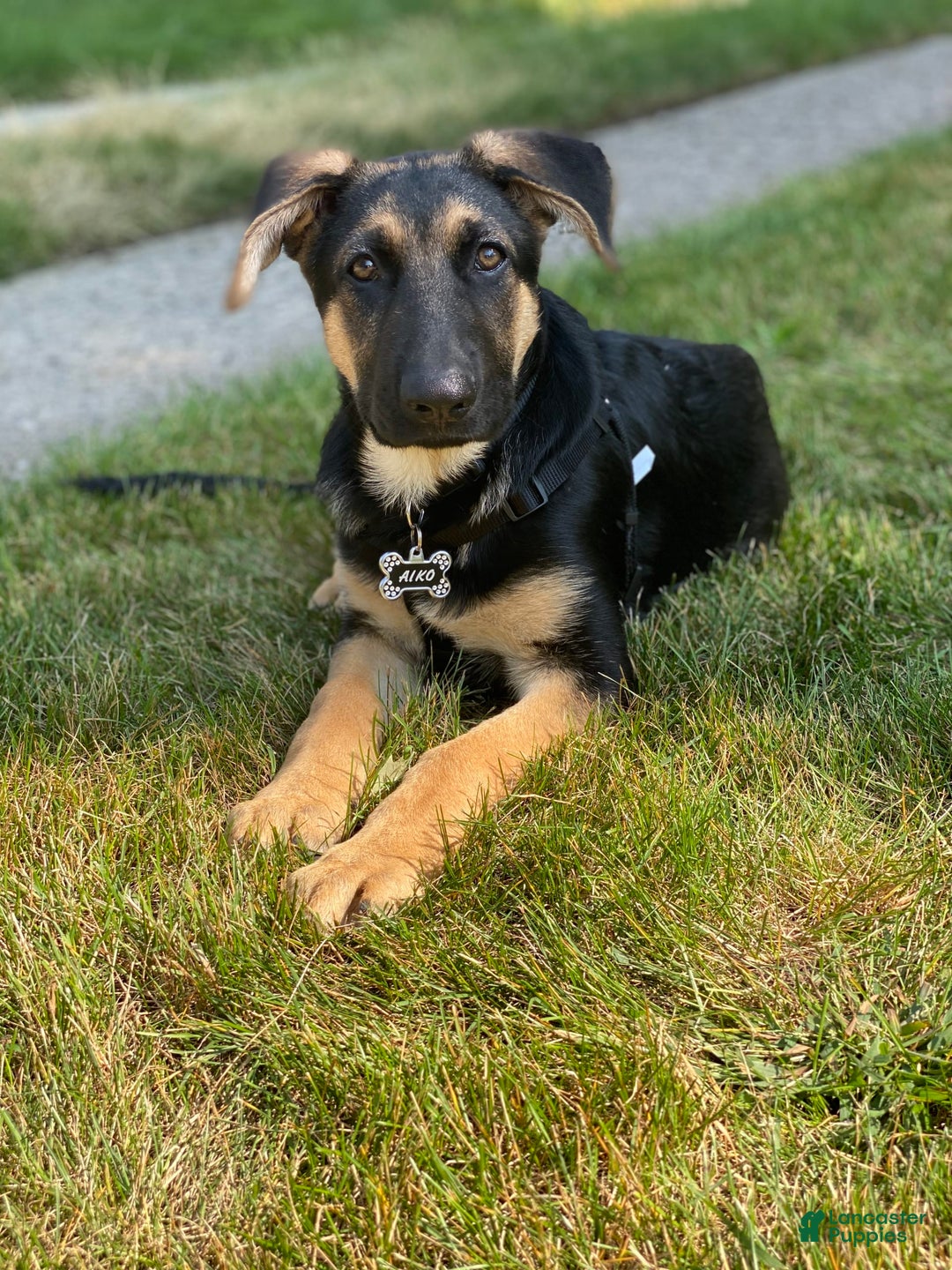 Gallery Image {{count}}