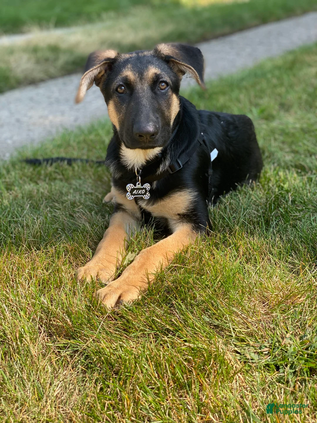 Gallery Image {{count}}