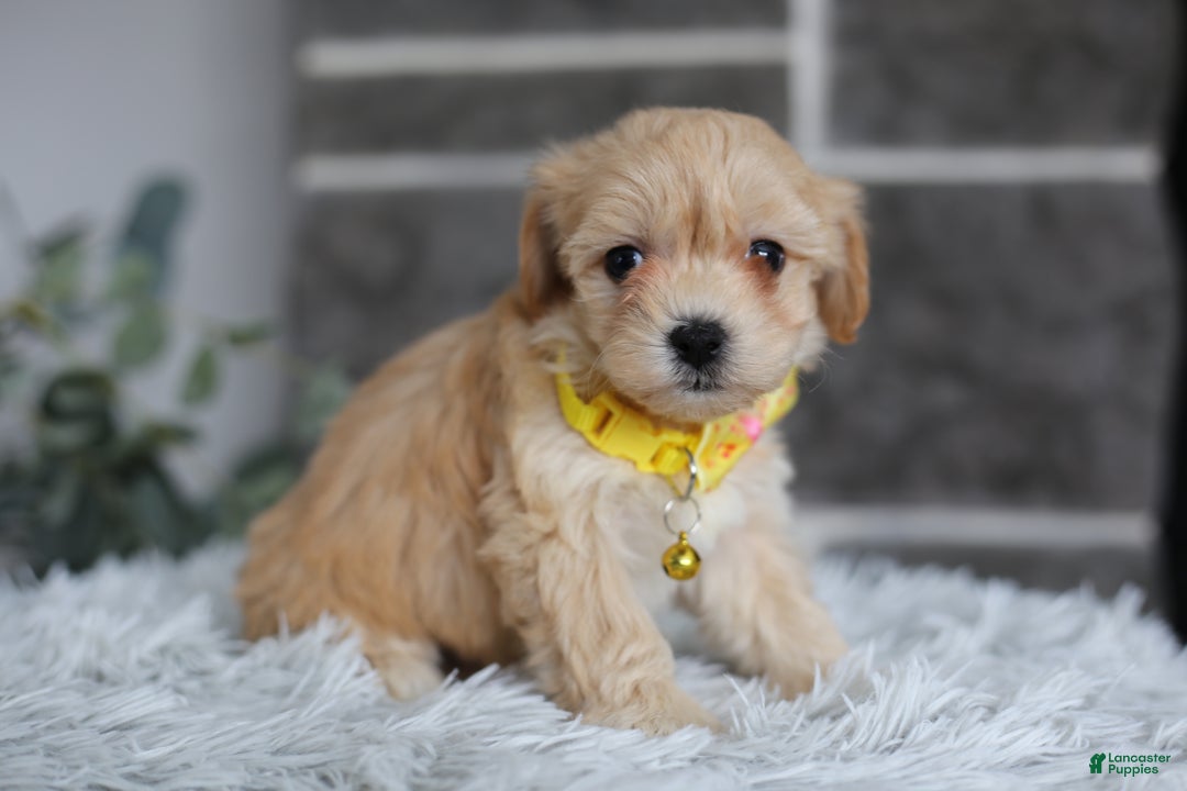 Maltipoo dogs for sale: Goldie  - Ad 7