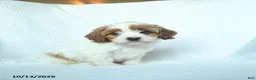 Mixed Breed dogs for sale: Pumpkin - Ad 3