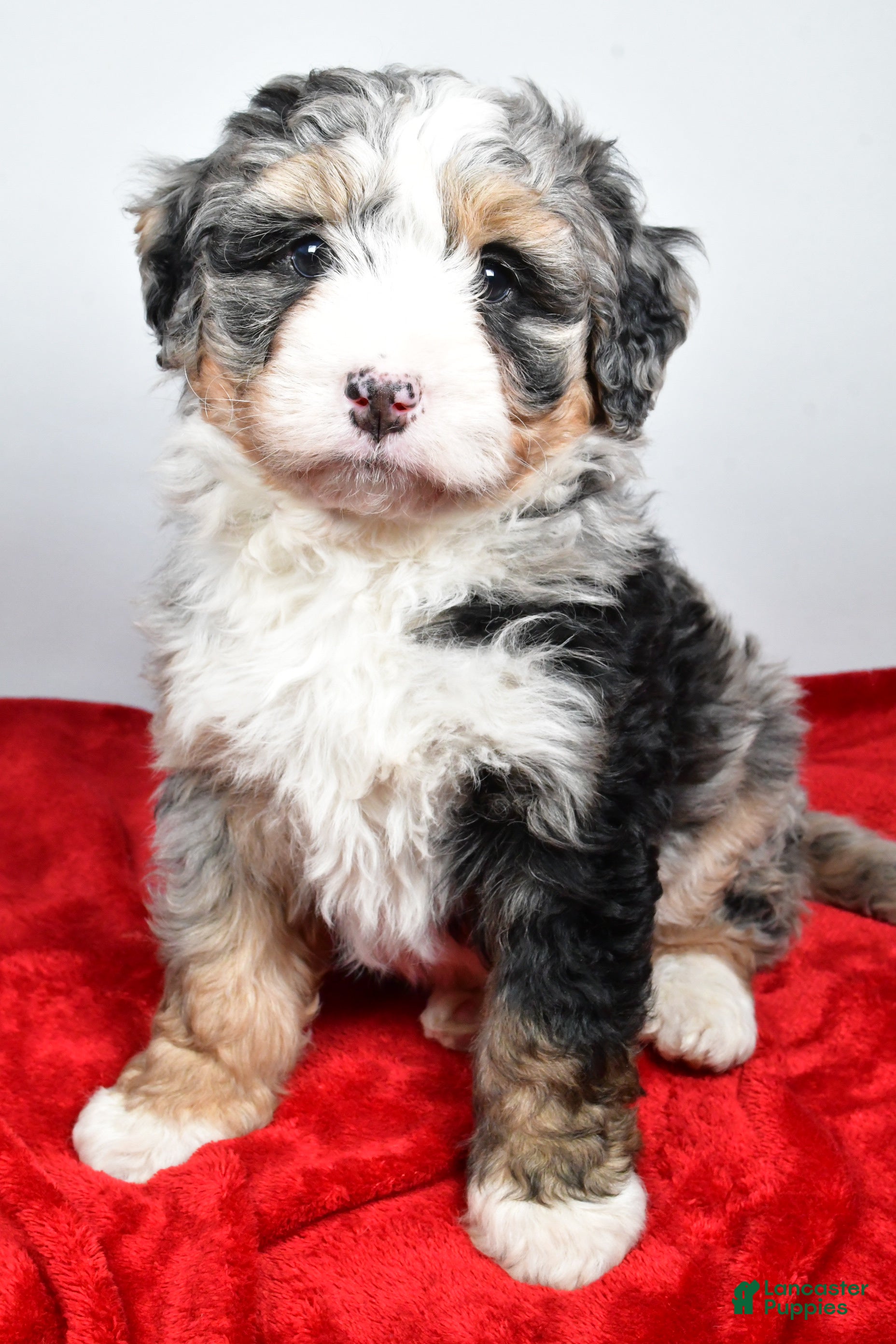 Mini Bernedoodle dogs Lacey - Ad 1