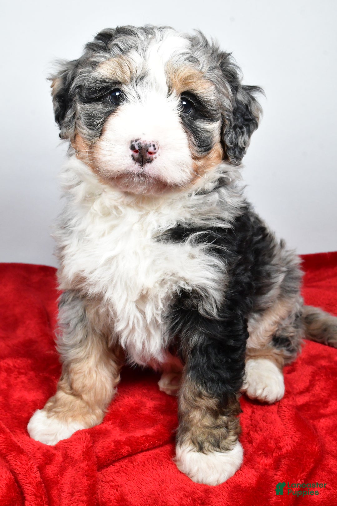Mini Bernedoodle dogs for sale: Lacey - Ad 1