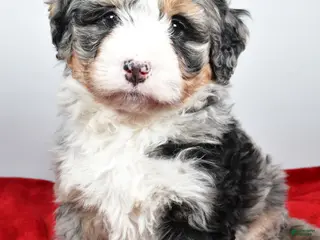Mini Bernedoodle dogs Lacey - Ad 2