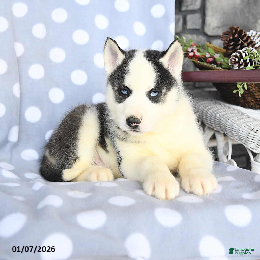 Siberian Husky dogs for sale: Ace - Ad 2