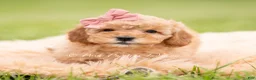 Mini Goldendoodle dogs for sale: Nae Nae - Ad 4
